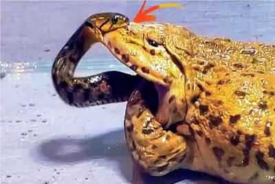 مستند حیات وحش /  جدال شرورانه قورباغه طماع و مار فتنه گر برای سلطنت شکم