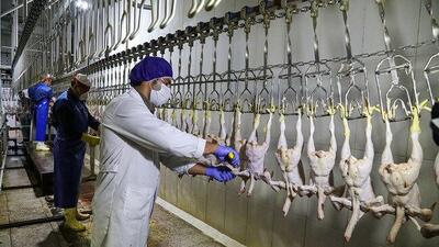 ۶ میلیون قطعه طیور امسال در استان اردبیل وارد بازار مصرف شد