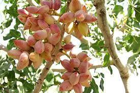 اصلاح و بازسازی باغات پسته به تسهیلات نیاز دارد