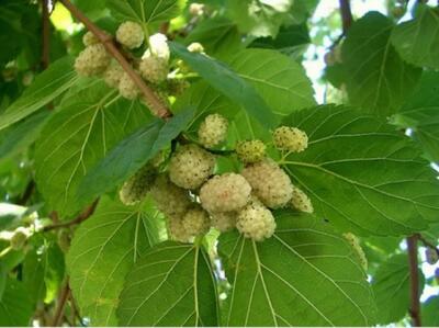 آغاز برداشت توت درختی از توتستان‌های آذربایجان غربی