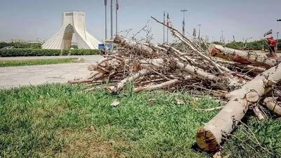 ماجرای قطع درختان میدان آزادی چه بود؟