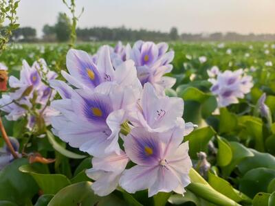 بزمی برای شیطان