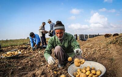 سیب زمینی گلستان باز هم به کف قیمت رسید/ کشاورزان بر آستان ورشکستگی