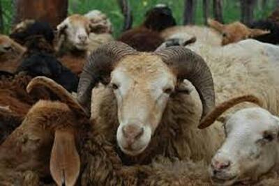 آماده‌سازی ۱۶ میدان برای عرضه دام در روز عید قربان در خراسان شمالی