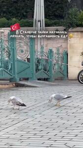 فیلم رفتار عجیب مرغ های دریایی در ترکیه