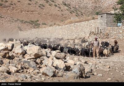 دستگیری 213 سارق احشام/کشف 266 گاو و گوسفند - تسنیم