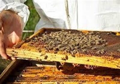 تولید سالانه 10 هزار تن عسل در اردبیل - تسنیم