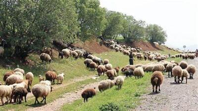 روی آوردن گوسفندان کوهی به مزارع کشاورزی روستای ملوند به دلیل خشکسالی