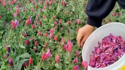 برداشت گل گاوزبان از مزارع زیرکوه + فیلم