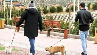 سگ‌گردانی در همدان ممنوع شد