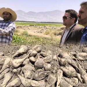 برداشت چغندر قند در 120 هکتار از مزارع شهرستان قیروکارزین