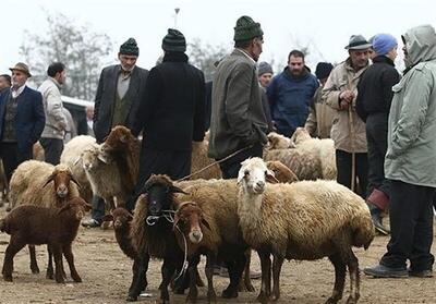 برپایی ۱۱ جایگاه عرضه دام قربانی در کرمانشاه