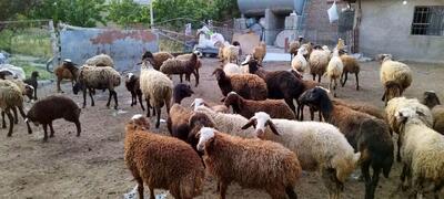 قیمت گوسفند زنده طی ۱۰ سال گذشته