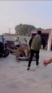 فیلم لحظه ترسناک حمله ببر خانگی به انسان
