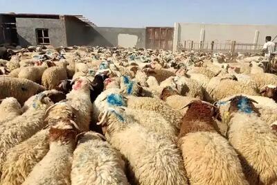 نرخ دام زنده برای عید قربان مشخص شد؛ جزئیات قیمت‌گذاری