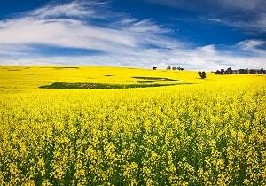 خرید ۵۴ هزار تن دانه روغنی کلزا از کشاورزان گلستان