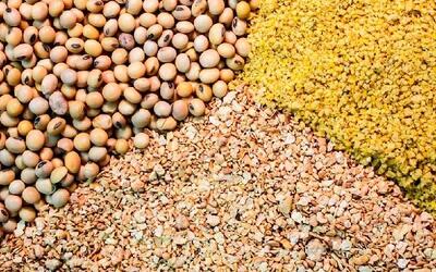 ۸۰ درصد از مکمل‌های خوراک دام کشور از طریق هرمزگان وارد می‌شود