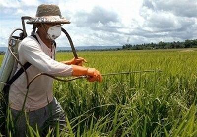 افزایش دما و کاهش بارندگی؛ زنگ خطر برای مزارع گندم لرستان - تسنیم