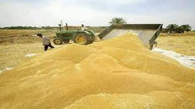 خرید تضمینی ۹۵۰۰ تن گندم از کشاورزان اصفهانی