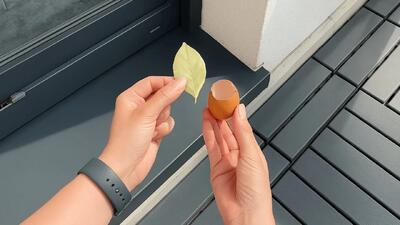 برگ بو و تخم مرغ در خانه دارید ؟ از بین بردن مورچه و حشرات ریز با پوست تخم مرغ