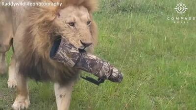 ببینید؛ شیر نر لنز دوربین عکاسی را سرقت کرد!