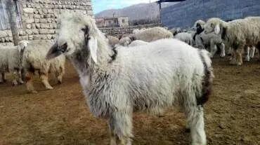 نرخ گوسفند قربانی مشخص شد