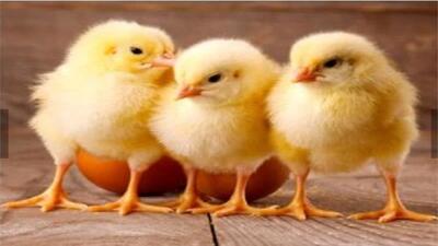 جوجه‌ریزی در گلوگاه ۲۵ درصد از برنامه فراتر رفت