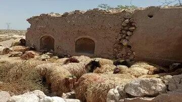 قیمت دام زنده بهداشتی اعلام شد
