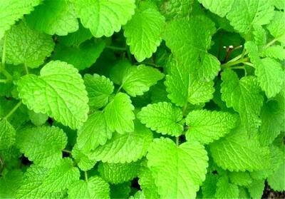 درمان آلزایمر با گیاهان  وج و بادرنجبویه