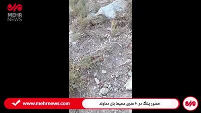 حضور پلنگ در ۱۰ متری محیط بان دماوندی+فیلم