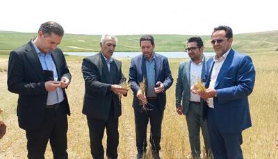 خسارت ۲۹ هزار میلیارد ریالی به کشاورزان هشترودی