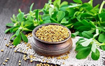 شنبلیله در کاهش اندازه کیست در تخمدان پلی کیستیک کمک می کند