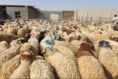 عرضه ۱۳ هزار رأس دام در تهران برای عید قربان