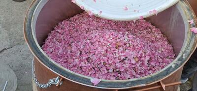 آغاز دومین جشنواره ملی گلابگیری و سوغات اقوام در کرج
