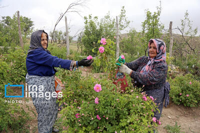 ۳۰ درصد بیمه‌شدگان روستایی خراسان شمالی توان پرداخت حق بیمه را ندارند