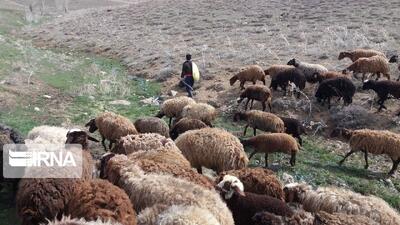 دام‌های گرسنه، دامداران نگران؛ روایتی از روزهای سخت خشکسالی در خراسان‌شمالی