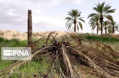 ترفند سودجویان علیه باغ‌شهر جهانی بم/ ۶۰۰ هکتار از نخلستان‌ها چطور خشک شدند؟