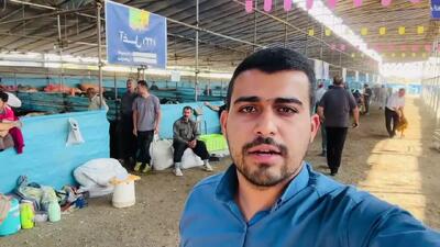 قیمت هر کیلو گوسفند زنده در تهران چقدر است؟