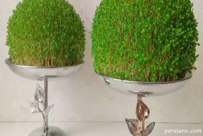 روش کاشت سبزه تخم شربتی / سبزه‌ای متفاوت و زیبا برای سفره هفت‌سین