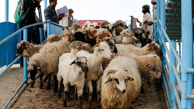 عرضه 13 هزار رأس دام در تهران برای عید قربان