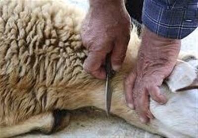 نظارت بهداشتی و شرعی بر دام‌های قربانی در سمنان چگونه است؟ - تسنیم