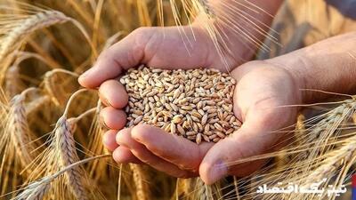 مطالبات گندم تا پایان خرداد پرداخت می‌شود