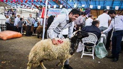 ذبح ۵۰ رأس گاو، گوسفند و بره به مناسبت عید سعید قربان در شهرستان اهر + فیلم