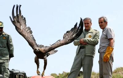 تصاویر بازگشت پرندگان شکاری‌ به آسمان الوند