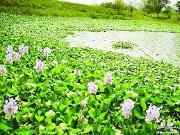شیطان آبی را به خانه نبرید!