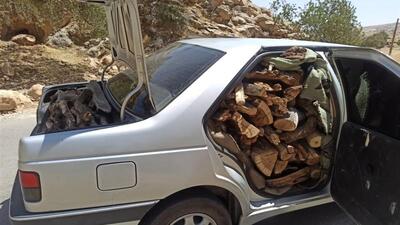۳۲ تُن چوب و زغال بلوط قاچاق در فلاورجان توقیف شد