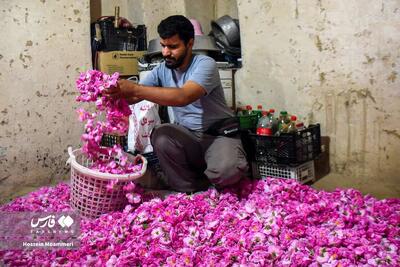 عکس/ برداشت «گل محمدی» از مزارع خراسان‌شمالی