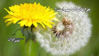 چرا قاصدک مهم است؟ قهرمانان نادیده‌گرفته‌شده اکوسیستم باغ‌ها (فیلم)