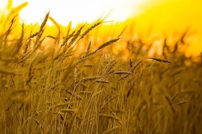 خرید تضمینی گندم به ۲ میلیون و ۹۵۰ هزارتن رسید