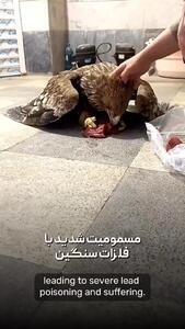 ببینید؛ درمان عقاب شاهی مسموم شده